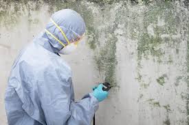 Mold Documentation for Insurance Claims in Black River, NY